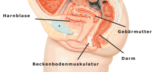 Beckenbodentraining In Der Schwangerschaft